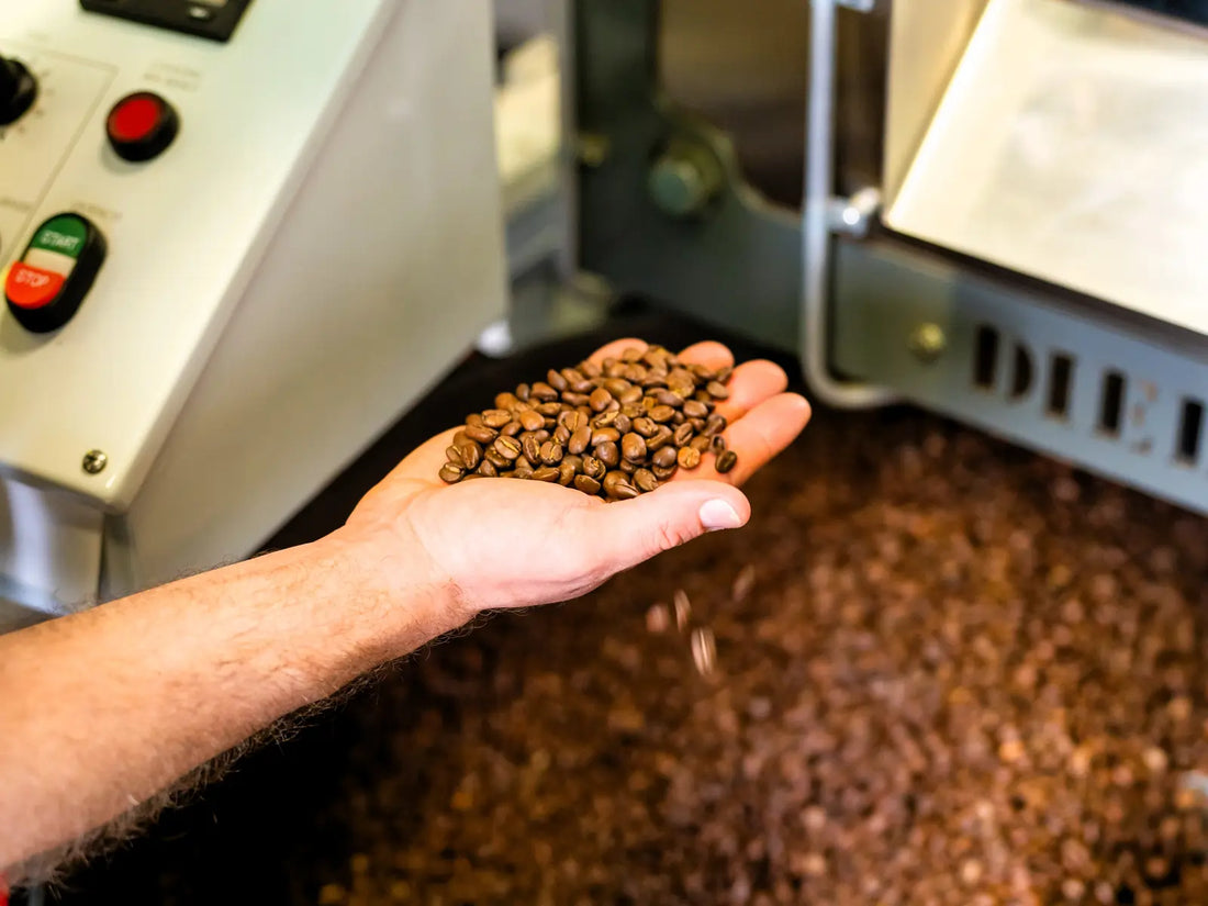 A hand holding freshly roasted coffee beans next to a coffee roasting machine.