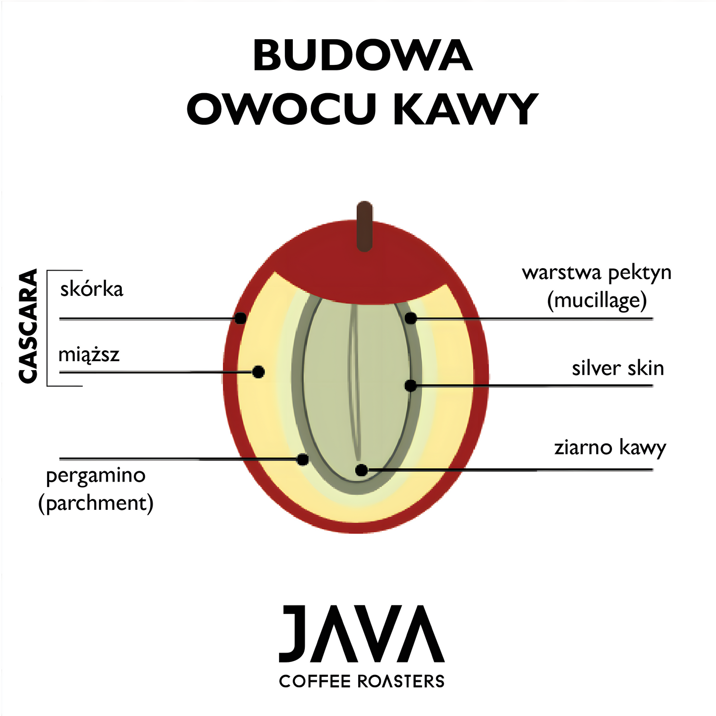 Koncentrat z Cascary 1,5L [Suszone Owoce Kawowca]