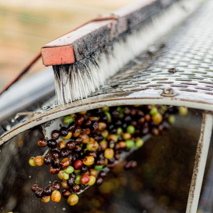 Specialty coffee Brazil Maracana