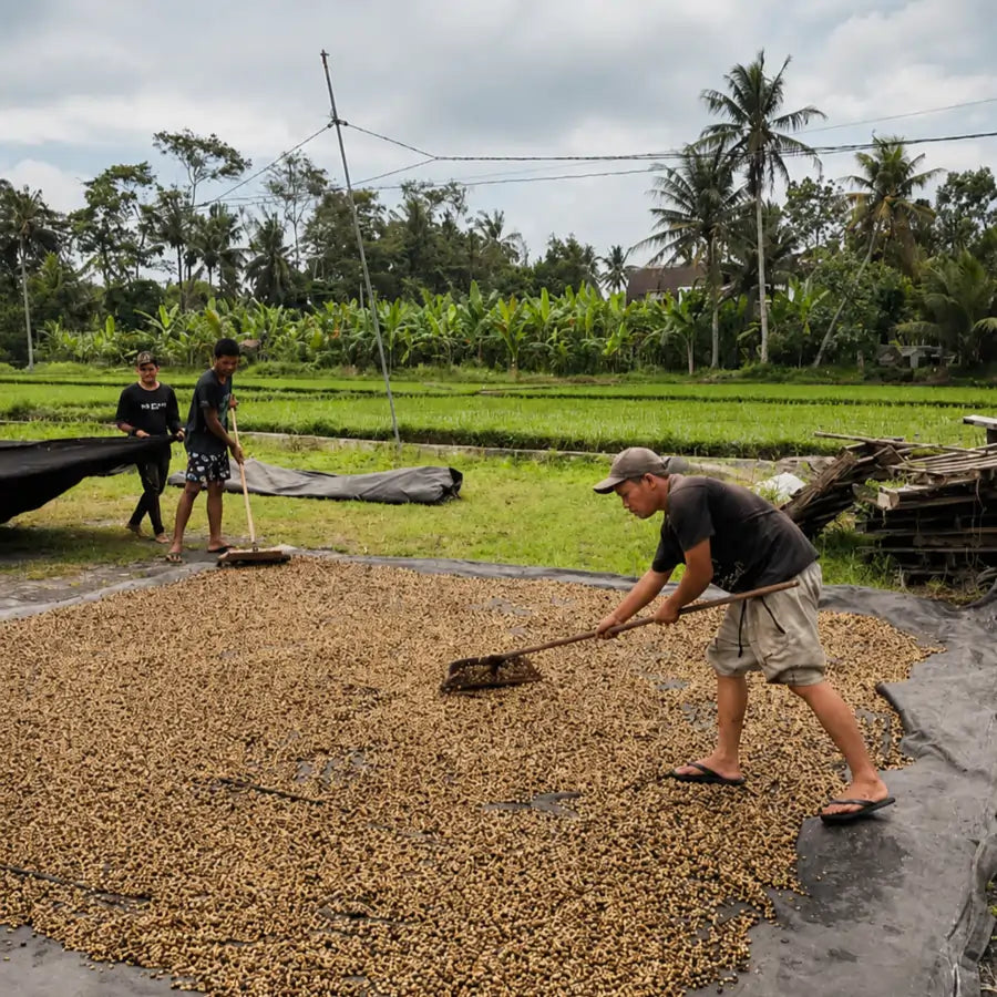 Suszenie ziaren kawy specialty Bali Kintamani na słońcu w Indonezji – proces przygotowania kawy dla JAVA Coffee Warszawa